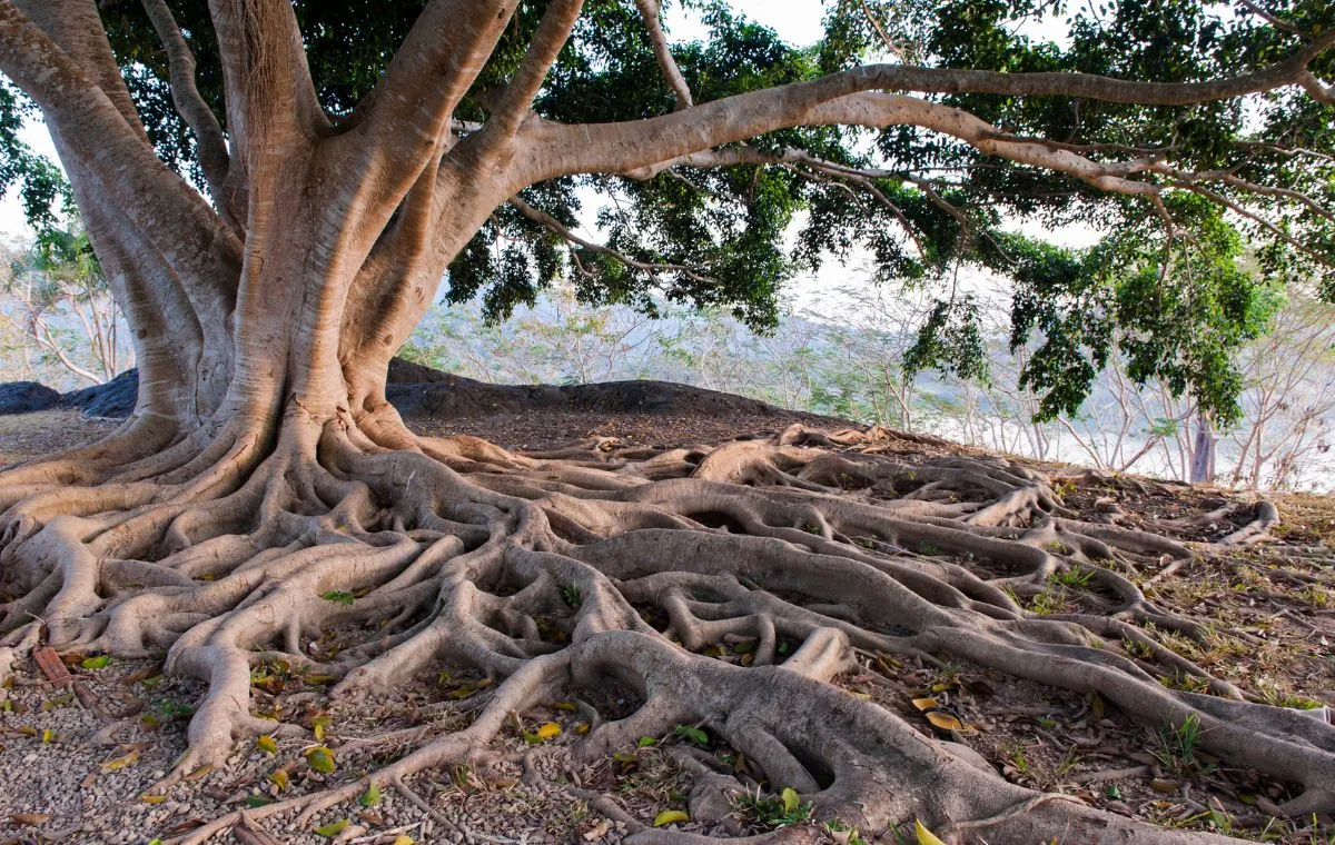 the roots needs space